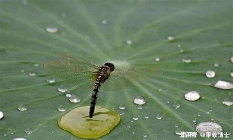 蜻蜓點水原因|蜻蜓点水的解釋